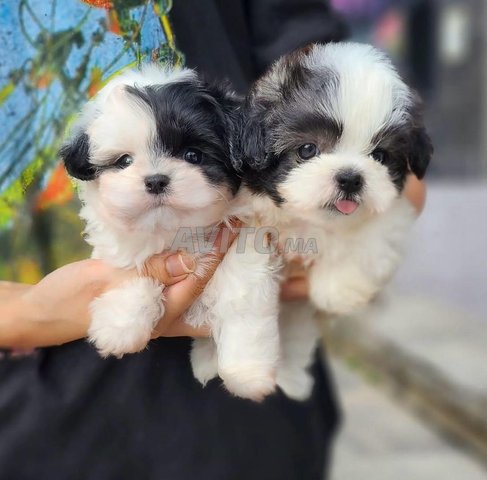 bichon havanais 