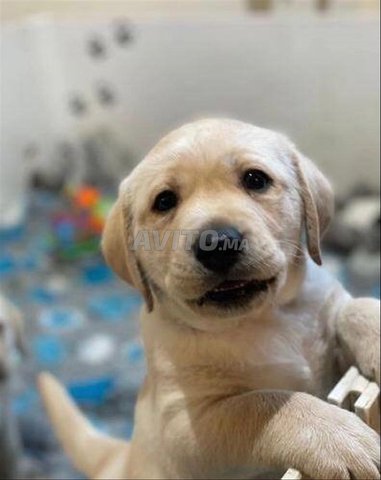 labrador sable
