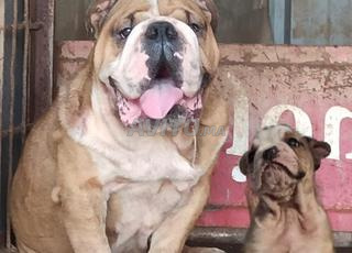 Bouledogue anglais