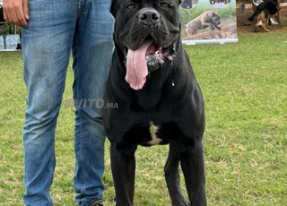 CANE CORSO PEDIGRÉE