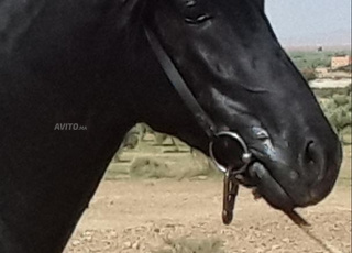 جدع دهم نخوة بالاوراق