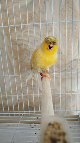 Gloster en bonne santé