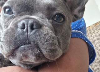 French bulldog male 5 moi