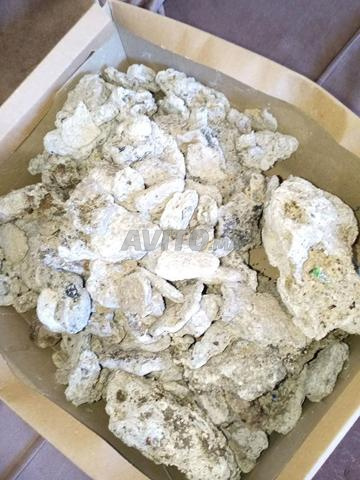 العمبر الاصلي للبيع مدينة طنجة واتساب