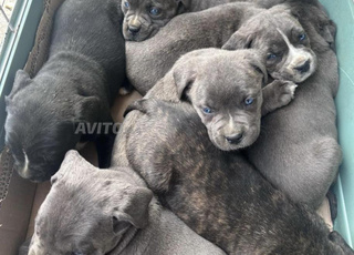 chiots cane corso