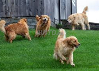 golden retriever chien