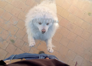 Spitz japonais mâle 1 ans vacciner 