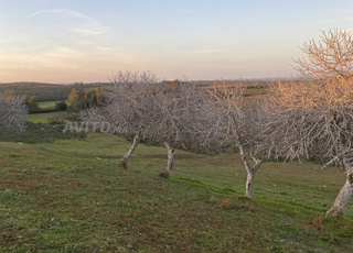 Terrain de 11 hectares à vendre - Proche d’Asilah