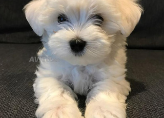 Chiot Bichon Maltais 🐶