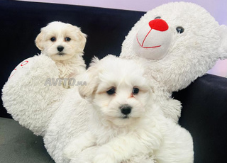  bichons maltais a vendre