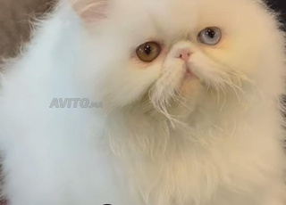 persan female pur race 