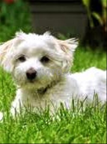 bichon maltais chien