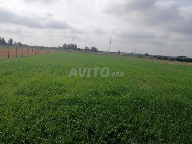 نوحي القنيطره سيدي عياش دوار مربيح ولد سلامة 