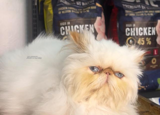 persan himalayen point orange