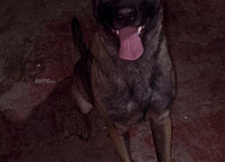 Berger Belge Malinois 