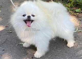 CHIEN SPITZ POMERANAIN