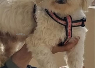 Bichon maltais agee 1 ans a vendre