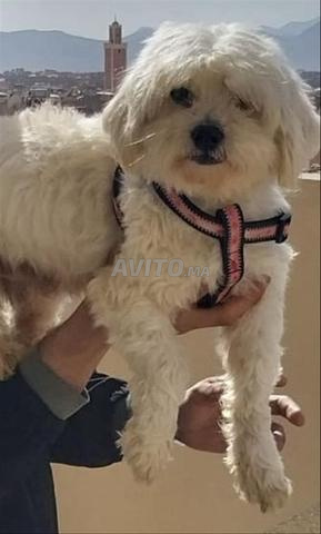 Bichon maltais agee 1 ans a vendre