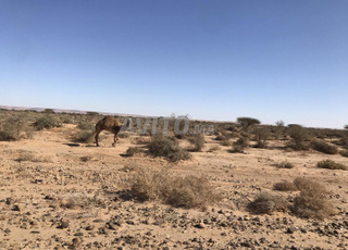 terrain titré agricole 24000 hectares à Guélmim