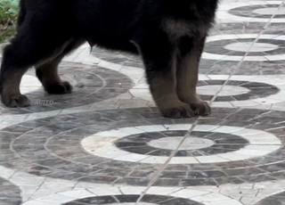 Des berger allmand petit