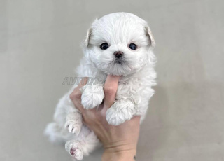  toy puppy bichon 