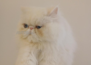 person race pure castré 