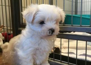Chiots Bichon Maltais – Mâle & Femelle Disponibles