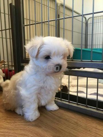 Chiots Bichon Maltais – Mâle & Femelle Disponibles
