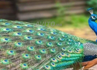 الطاوس للبيع 