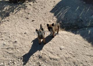 Malinois Charbonné🐶