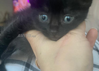 Beau chaton noir femelle à Adopter