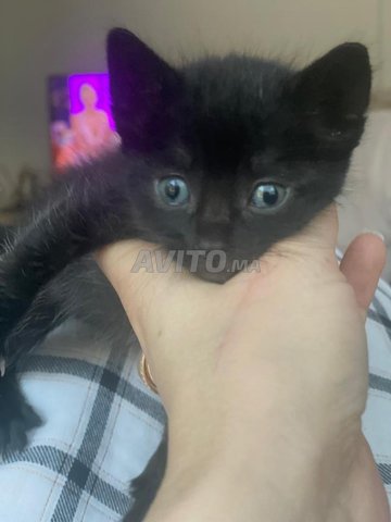 Beau chaton noir femelle à Adopter