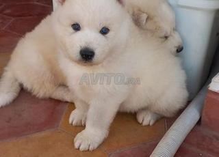 Samoyed puppies race pure zwina o9lila