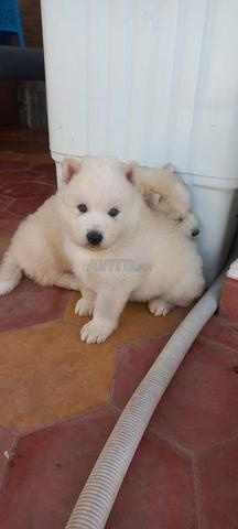 Samoyed puppies race pure zwina o9lila
