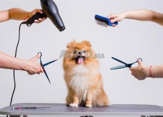 طواليتاج قطط و كلاب