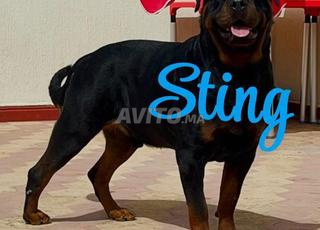 Rottweiler pedigré confirmé