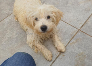 chien de race bichon maltais 