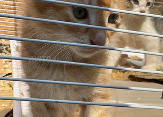 4 chatons femelles chat