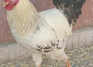 Vente d'un géniteur coq