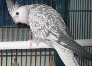 Oiseau calopsitte femelle 