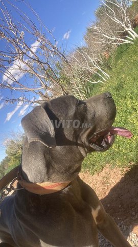 Chien cane corso pure race