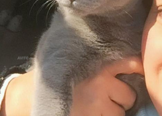 chat mal race Bleu russe