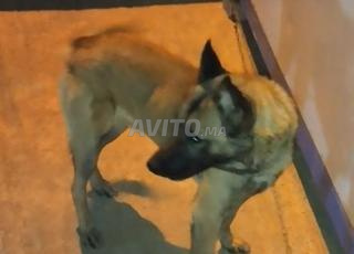 مالينوا مدريسيا 