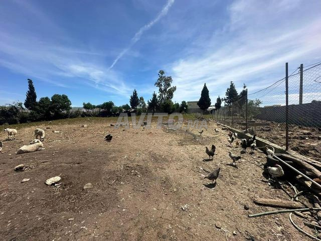 همزة فيرمة كبيرة للبيع مجهزة و محفظة في حكامة طنجة