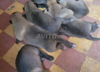 Malinois charbonné race pure 