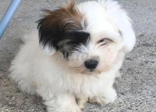 بيشوون شهرين