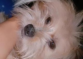 بيع كوبل كانيش