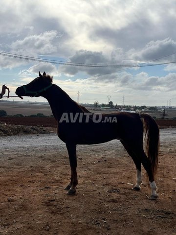 Cheval à vendre