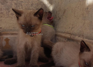Chatons a vendre 