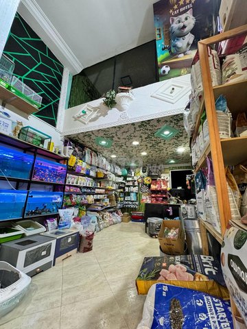 chat chien poisson et tout type d'animaux 